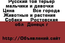 Русский той-терьер мальчики и девочки › Цена ­ 8 000 - Все города Животные и растения » Собаки   . Ростовская обл.,Донецк г.